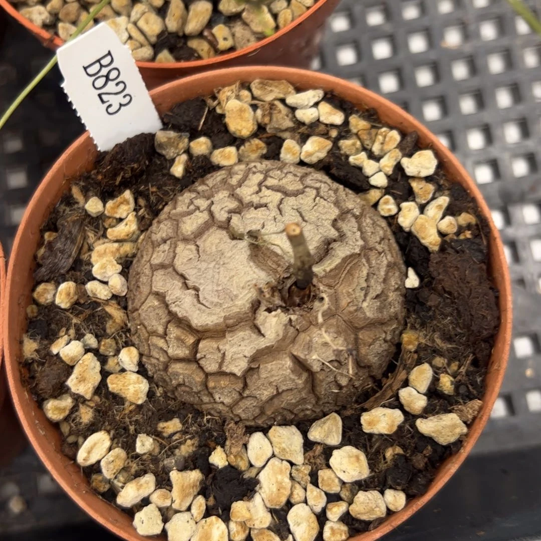 精品盆栽养定的龟甲龙823号