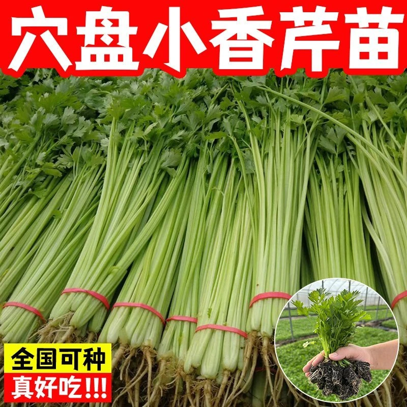 四季小香芹秧苗皇后西芹秧芹大芹菜秧苗四季盆栽春秋高产幼苗秧苗