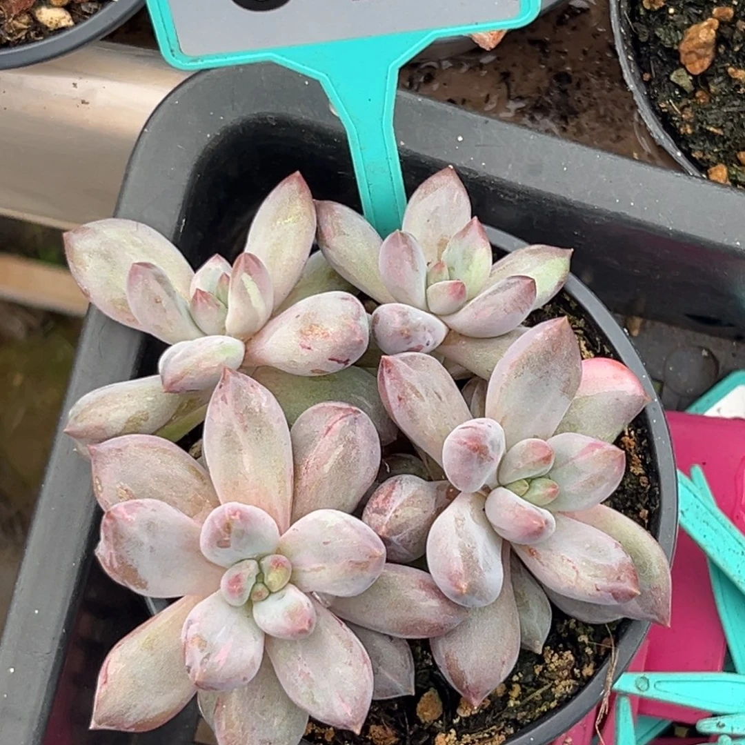 多肉植物虞美人石化锦344