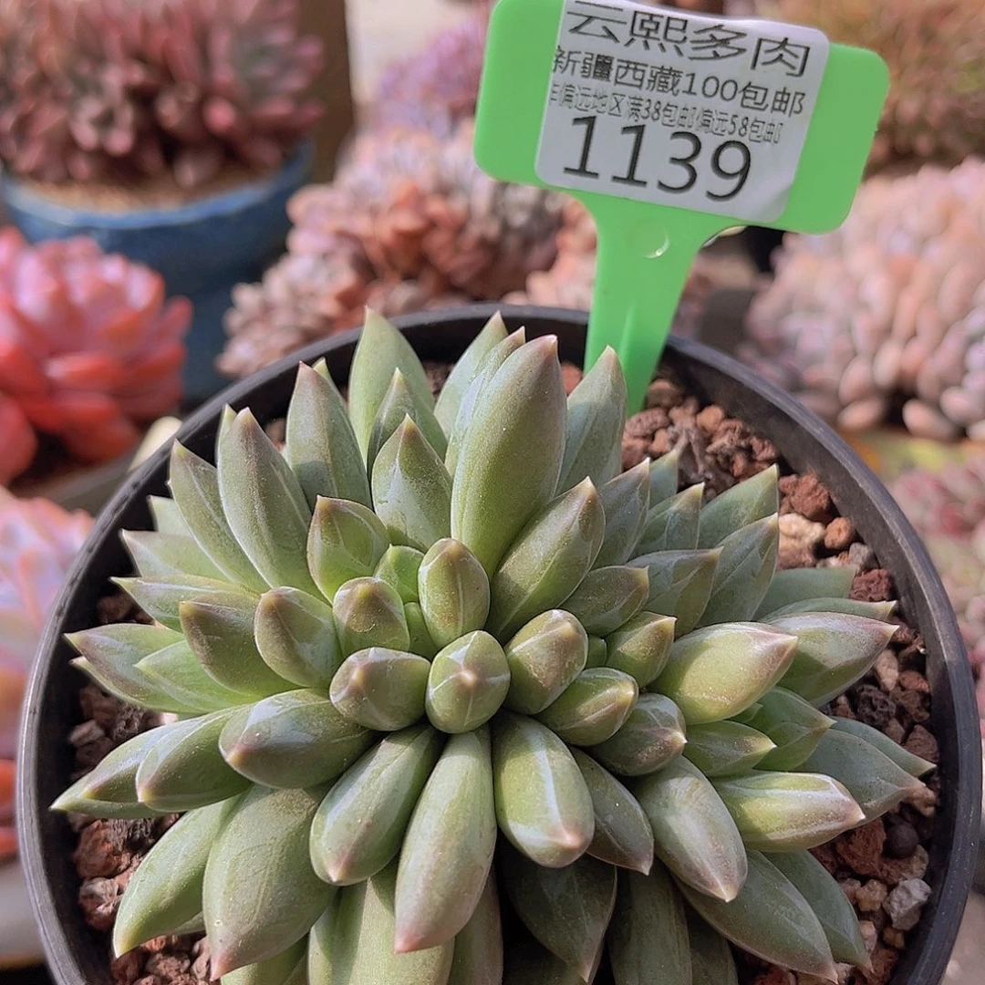 1139重楼美人多肉植物