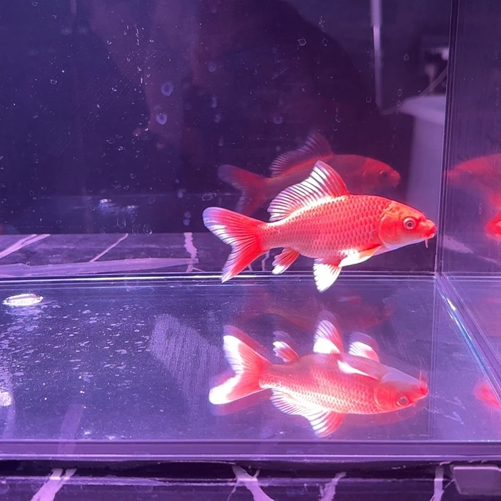 蝴蝶鲤鱼12号蝴蝶鲤 臀鳍受伤