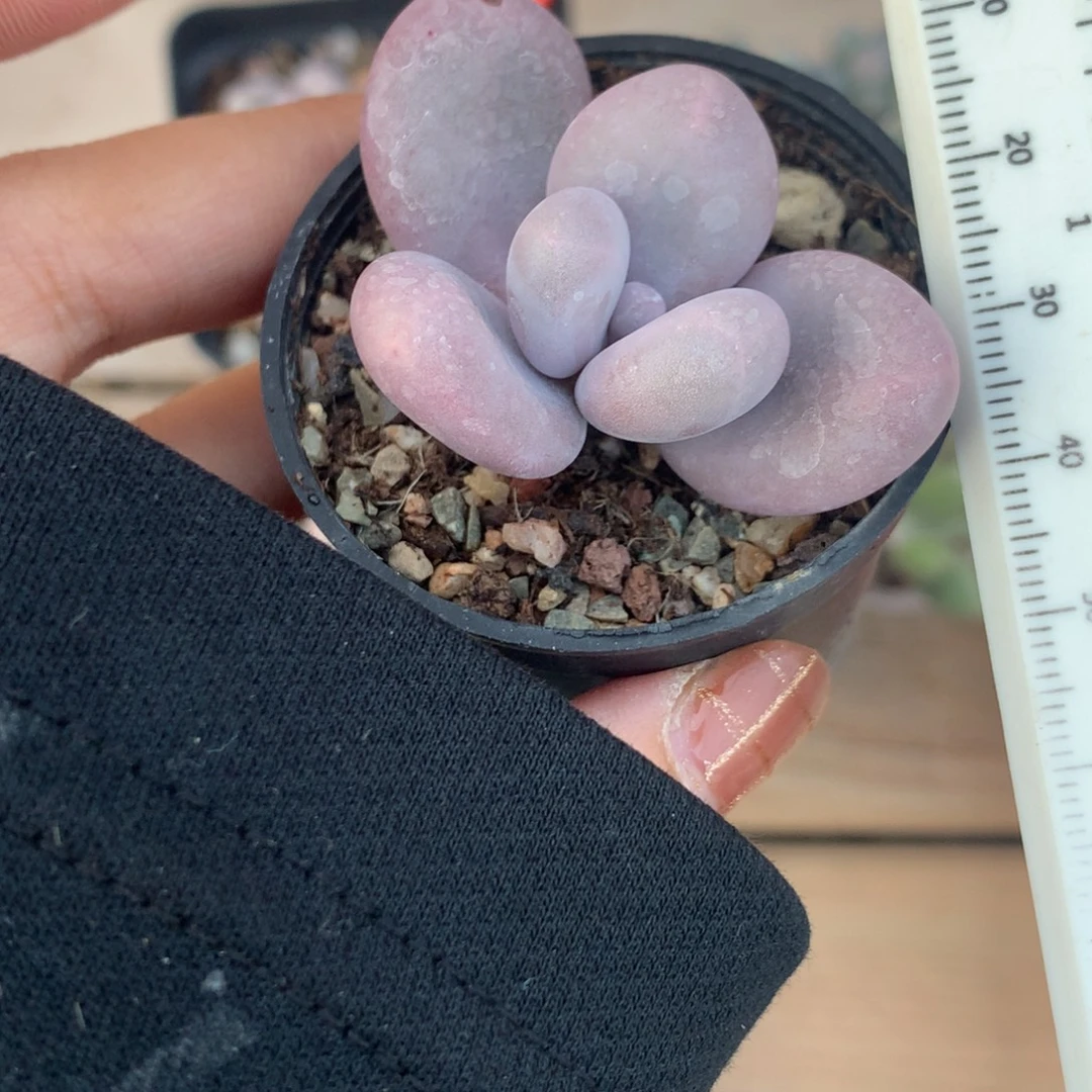 库普，砍头库普奶酪