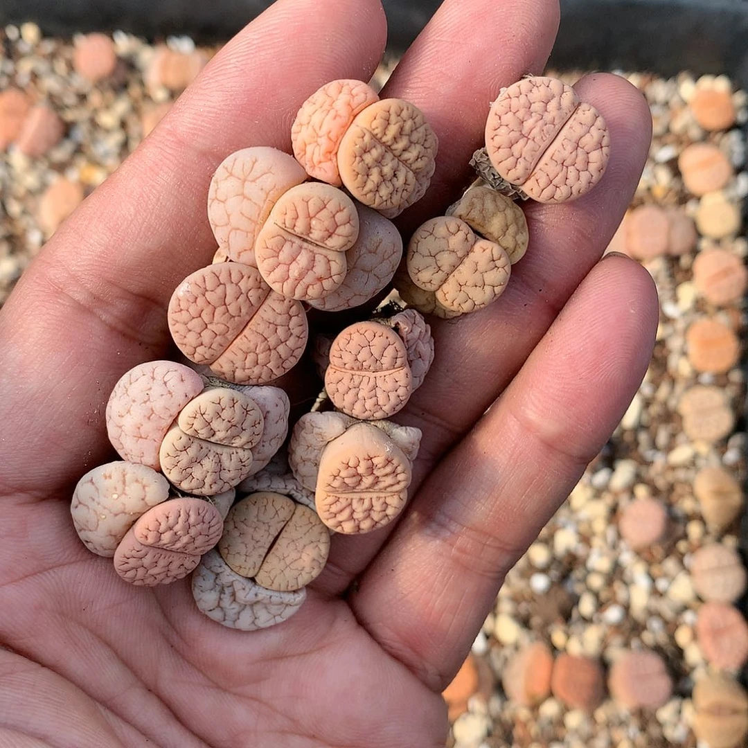 冬*A66多肉植物保护研究所