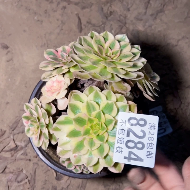 8284荔枝多肉植物法师