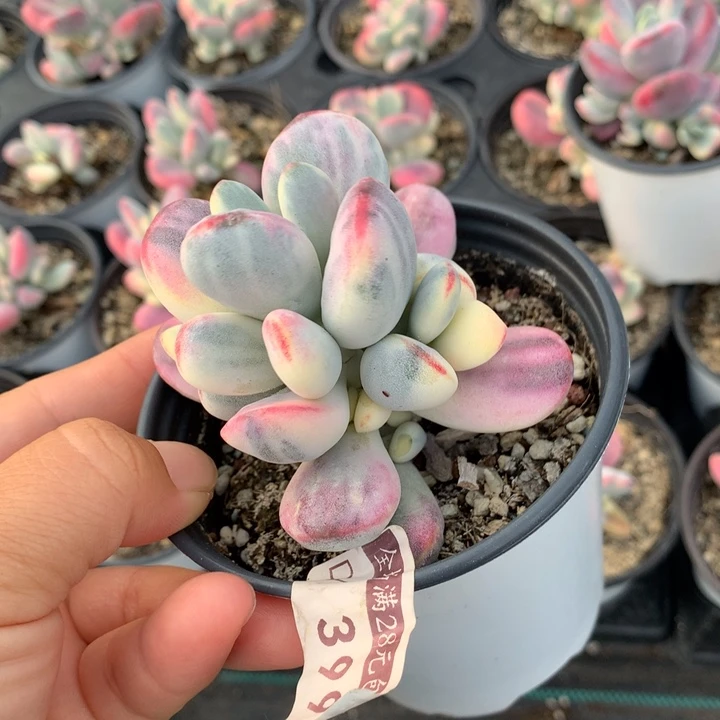 无花朵乒乓福娘锦多肉399