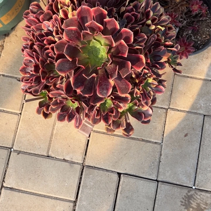 欧嘉莉多少植物花花