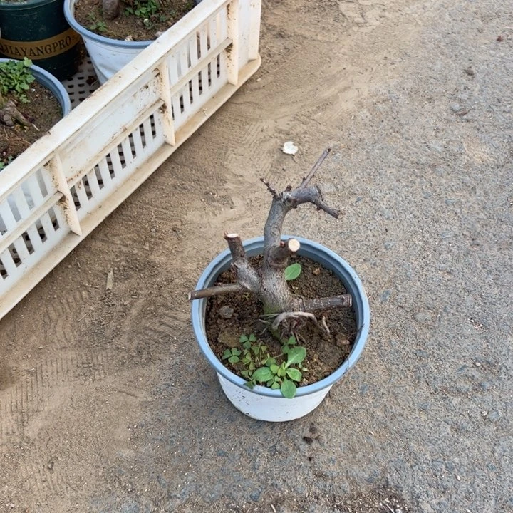 辉***6东洋锦海棠盆景