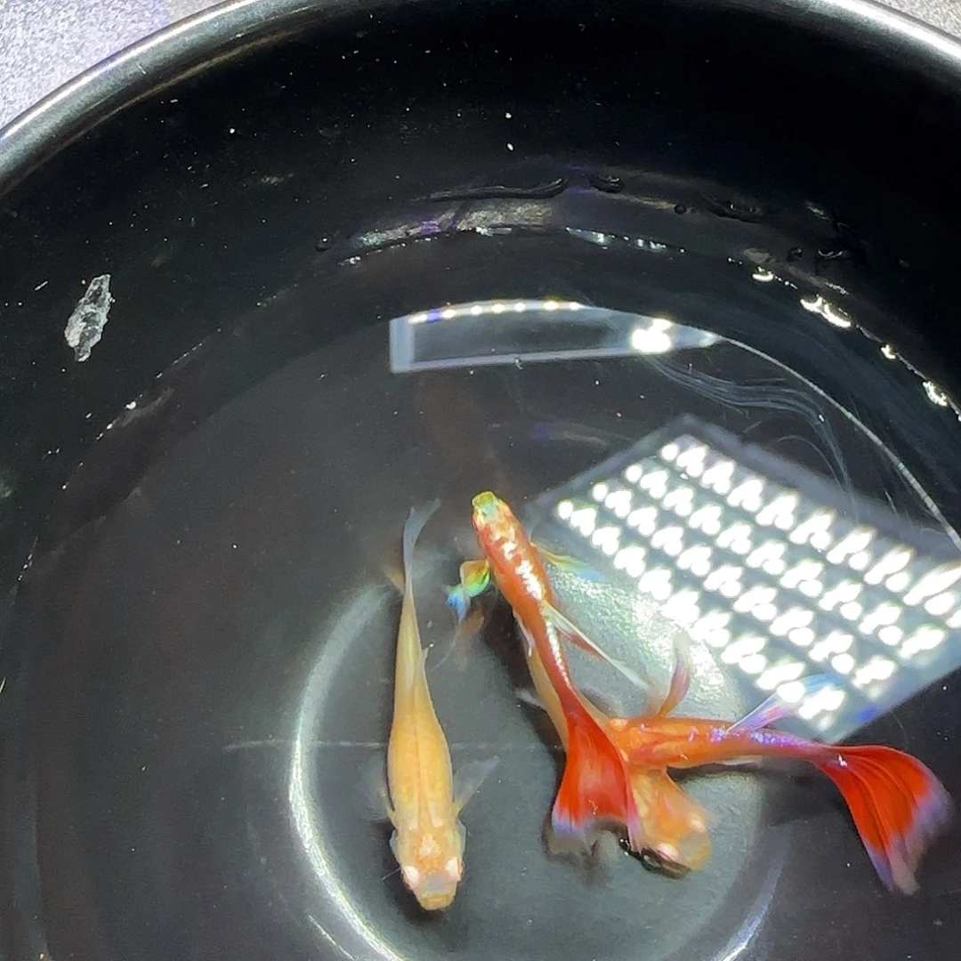 孔雀鱼火烧云飞船两对