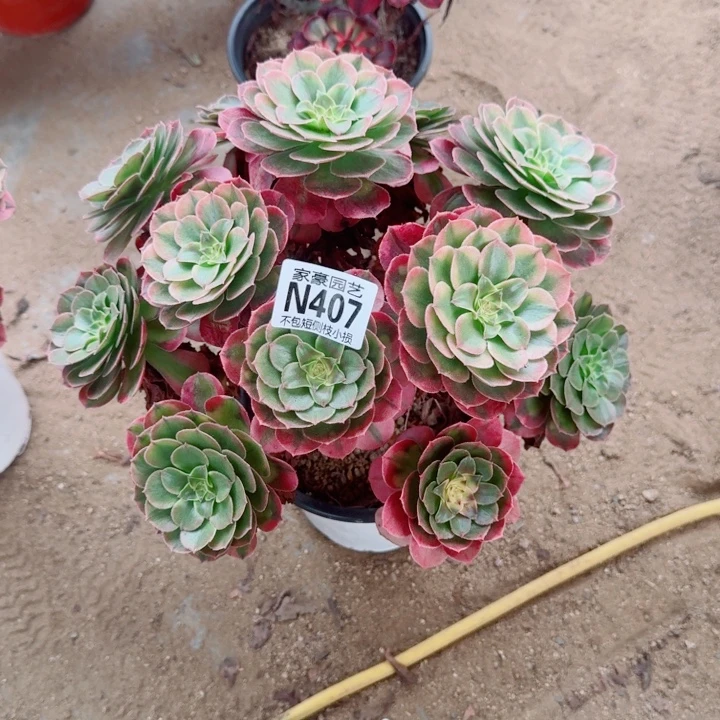 春***。407荔枝官服30左右2