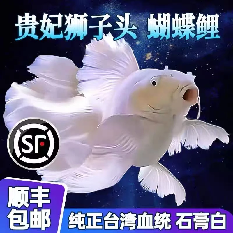 精品纯种台系蝴蝶鲤大鳍大尾赛级白短球可混养！