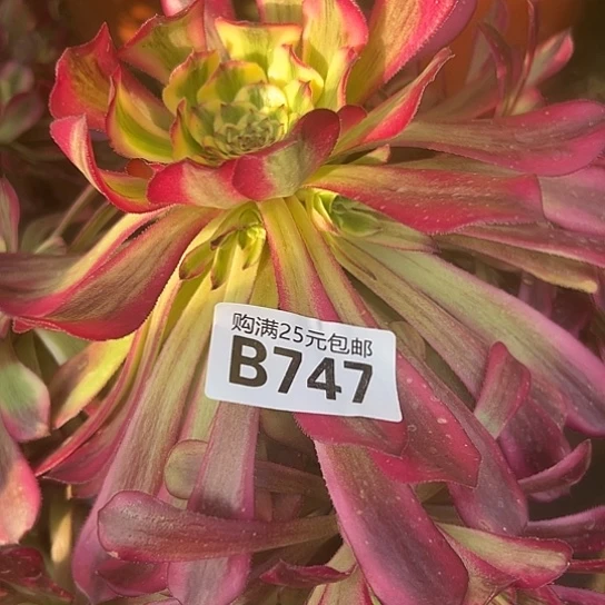 简*多肉植物一个