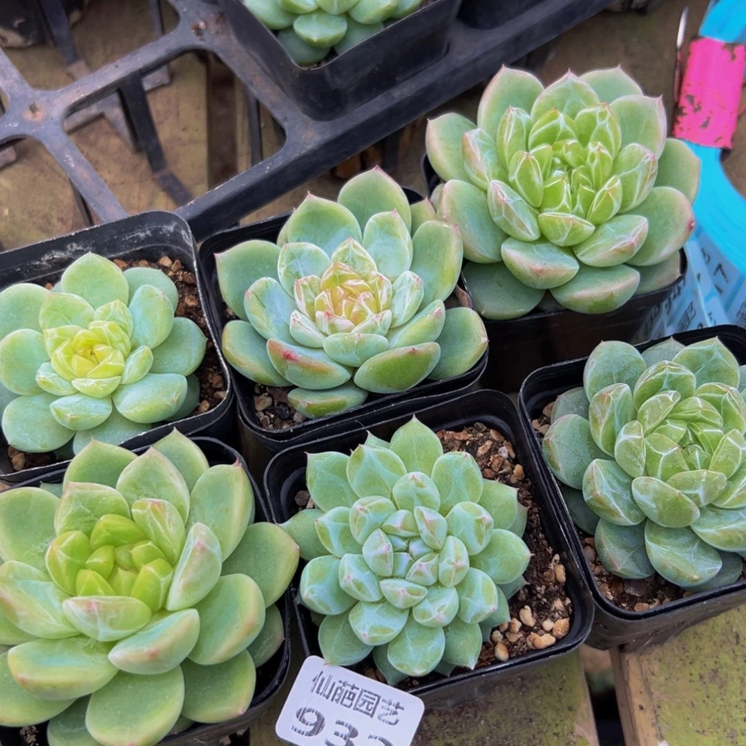 开***友932多肉植物的生长发育规律