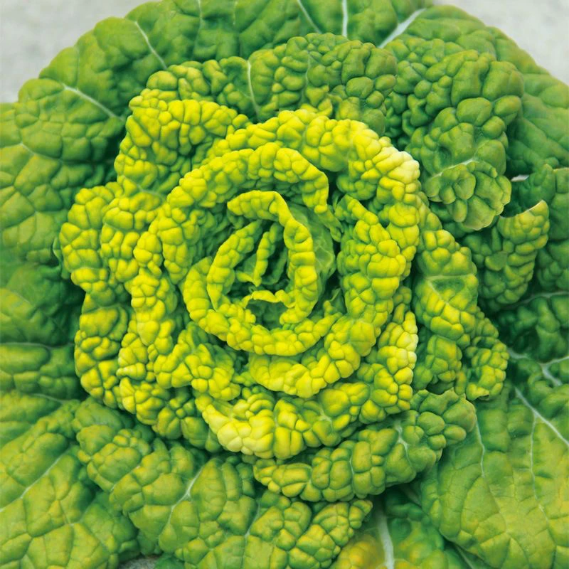 【全店5包包邮】黄心乌种子菊花菜淮南菜小白菜青菜种籽抗寒四季播