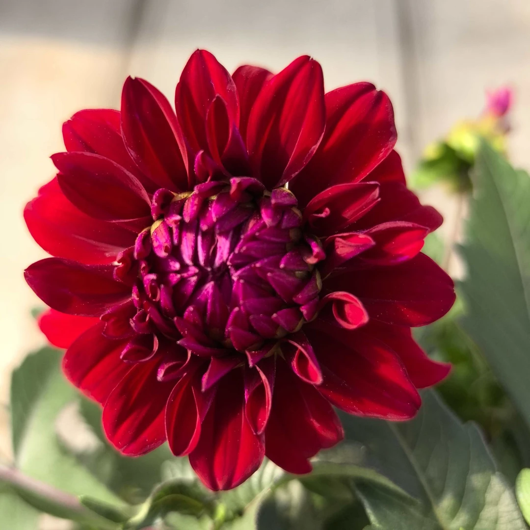 一加仑【巨花紫】小丽花四季开花
