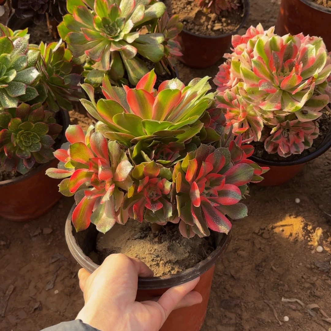 香妃法师9.9多肉植物