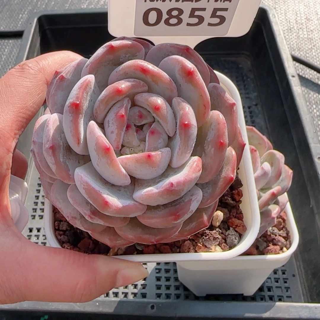 多肉植物0855…………..