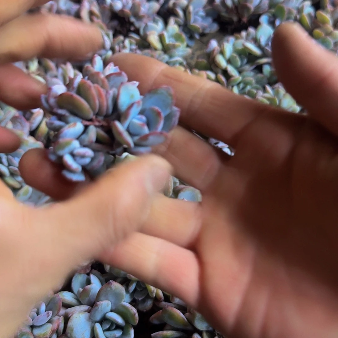 哈哈哈哈哈哈哈哈奶茶叶插群