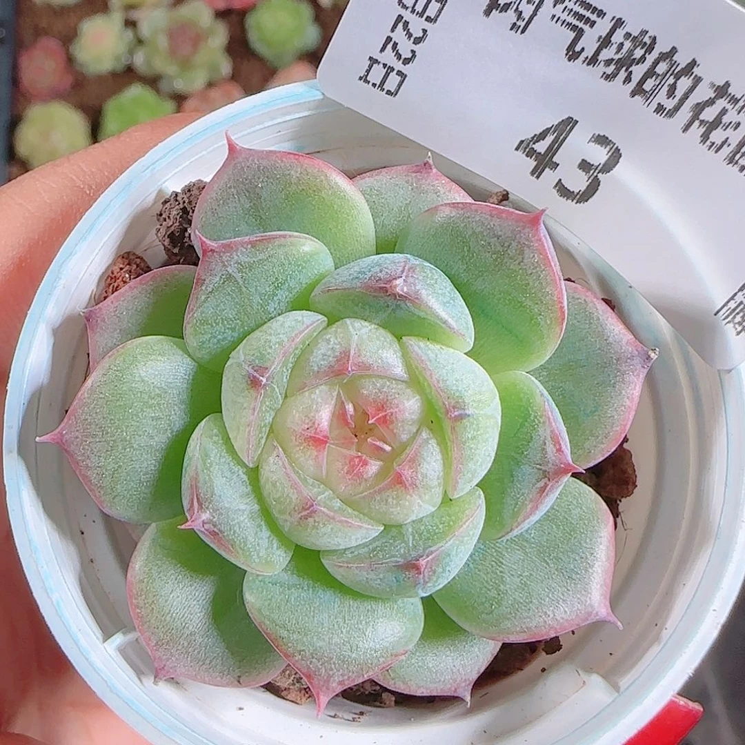 1122-43海王心一物一拍