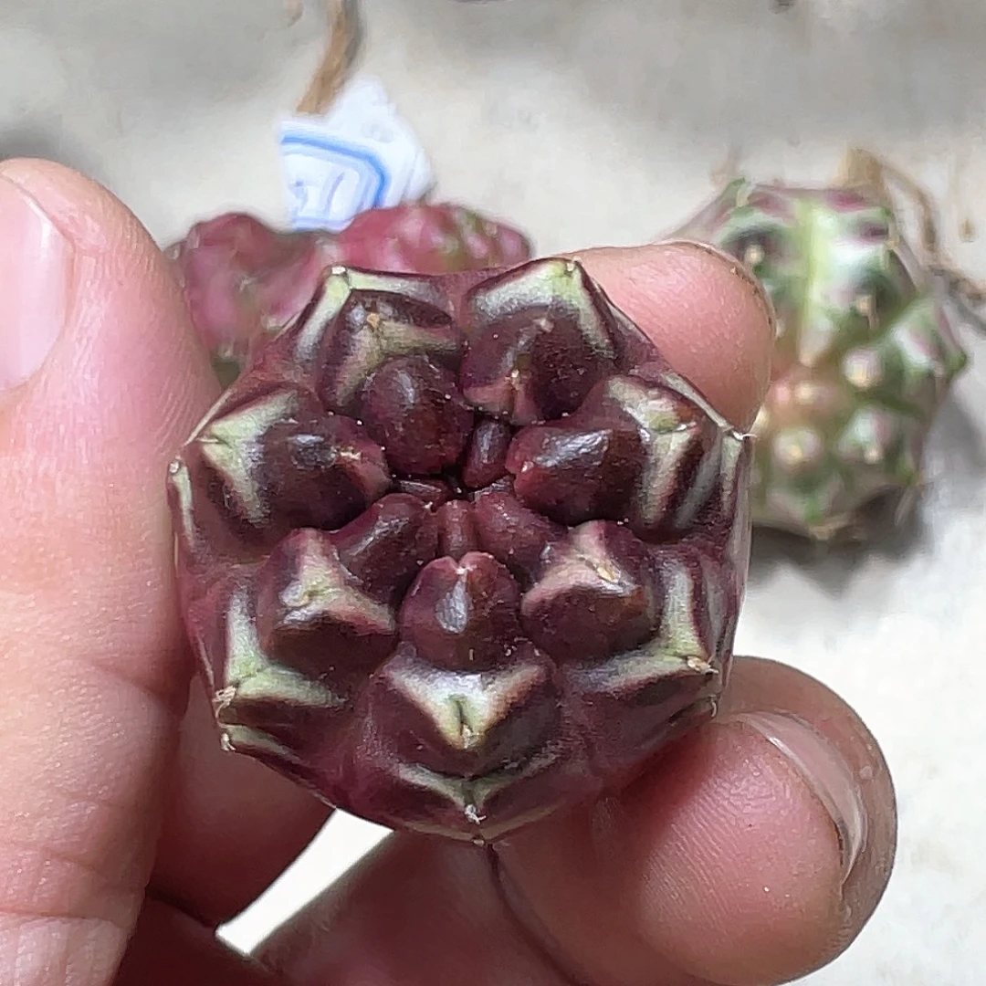 无花朵泰系实生根，梦想