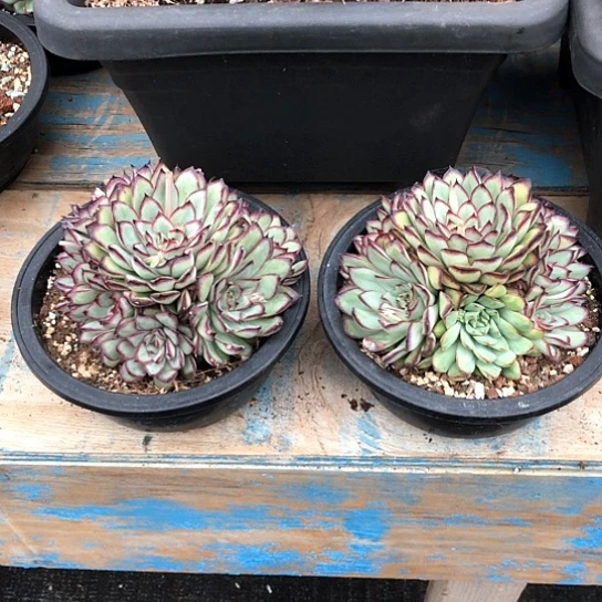 肉酱玫瑰多肉植物