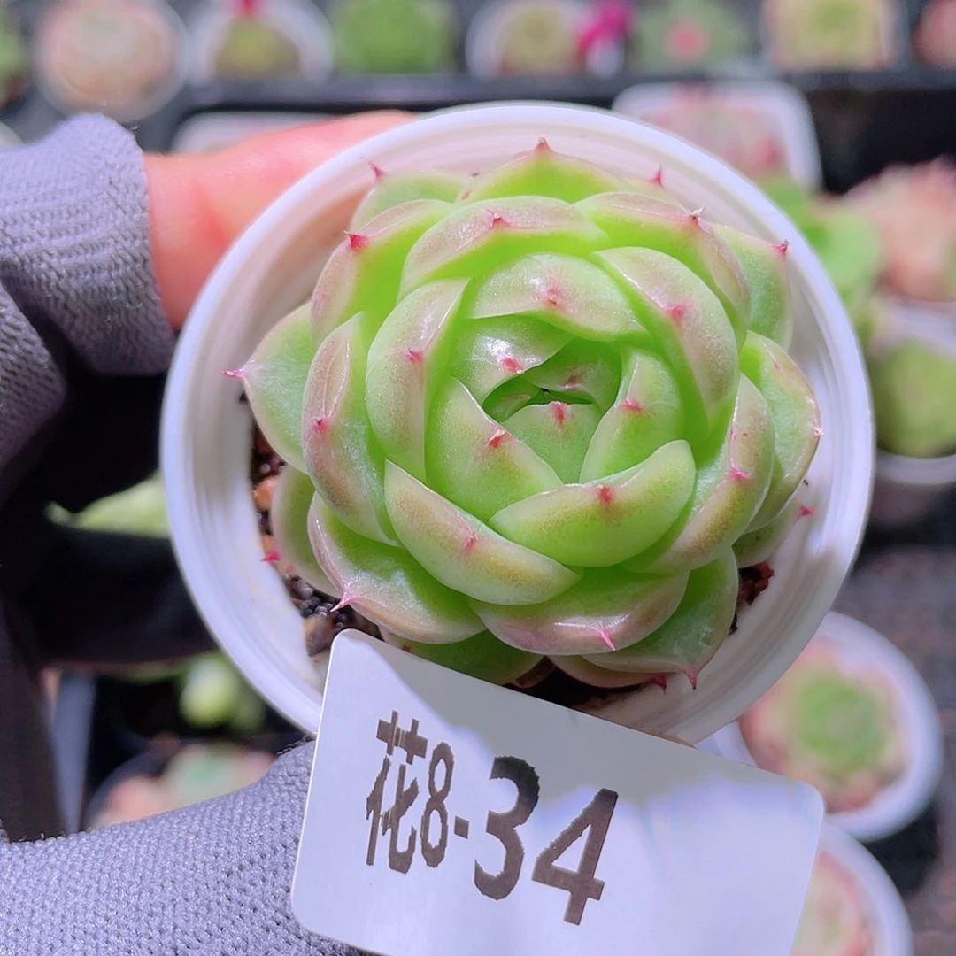 花利美 8-34海王