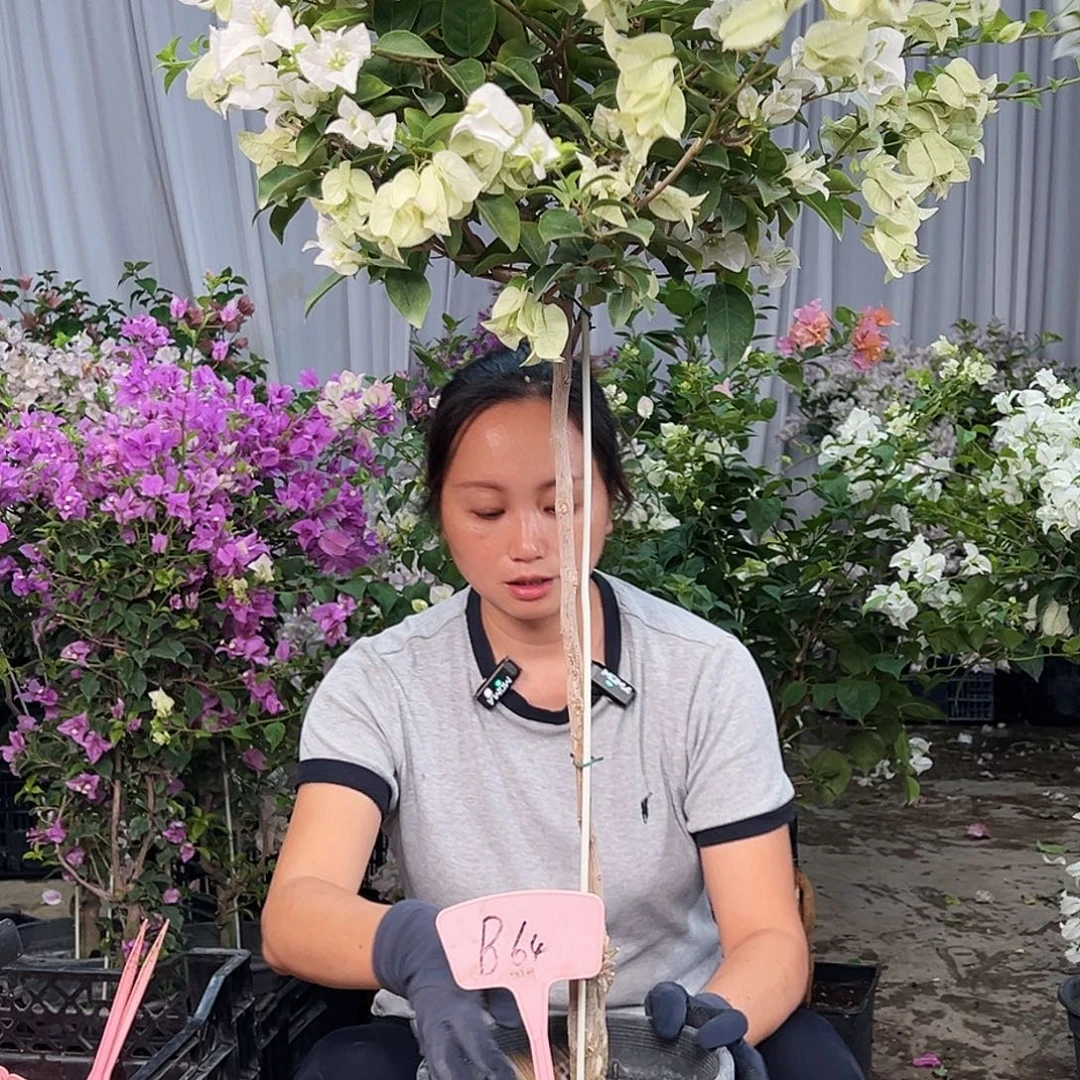 女***-大部分花苞少量开放B64白雪