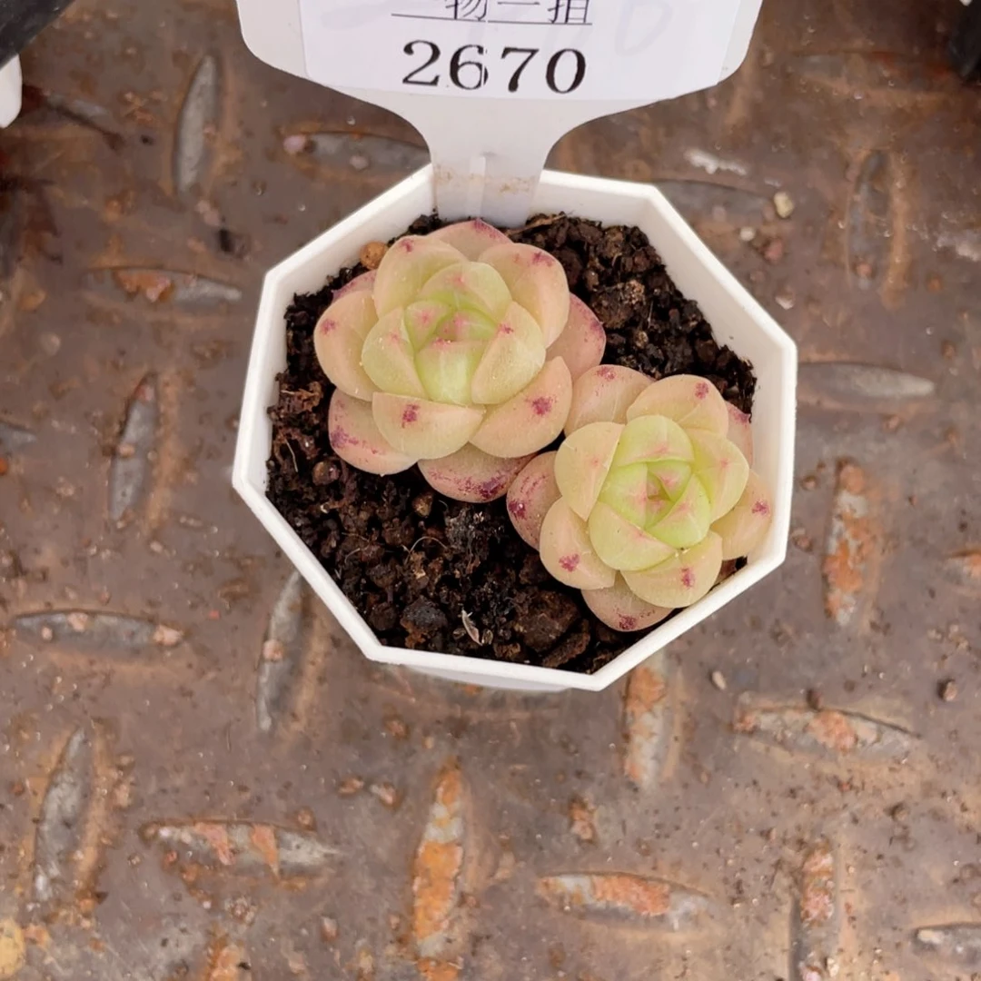 薇薇安园艺多肉2670