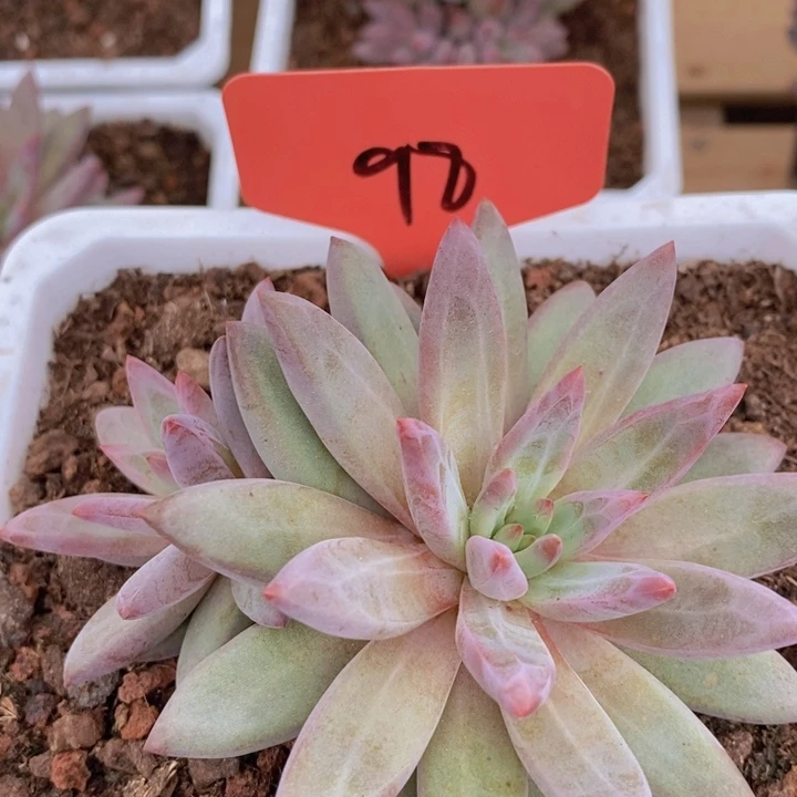 这种现象很容易发生