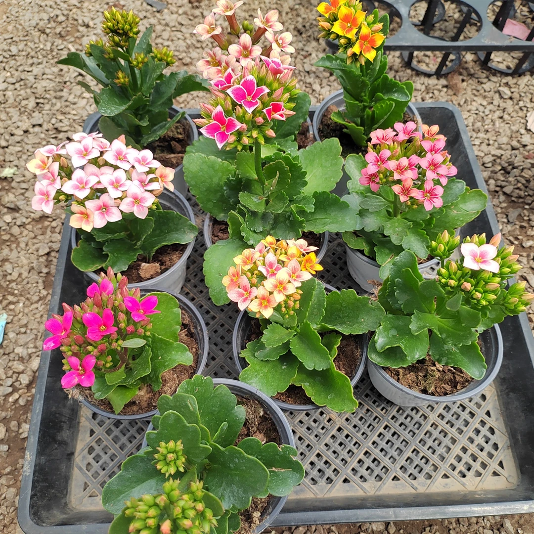 福利款长寿花小苗，单瓣10个不同颜色再赠z个，8号链接，10厘米盆径