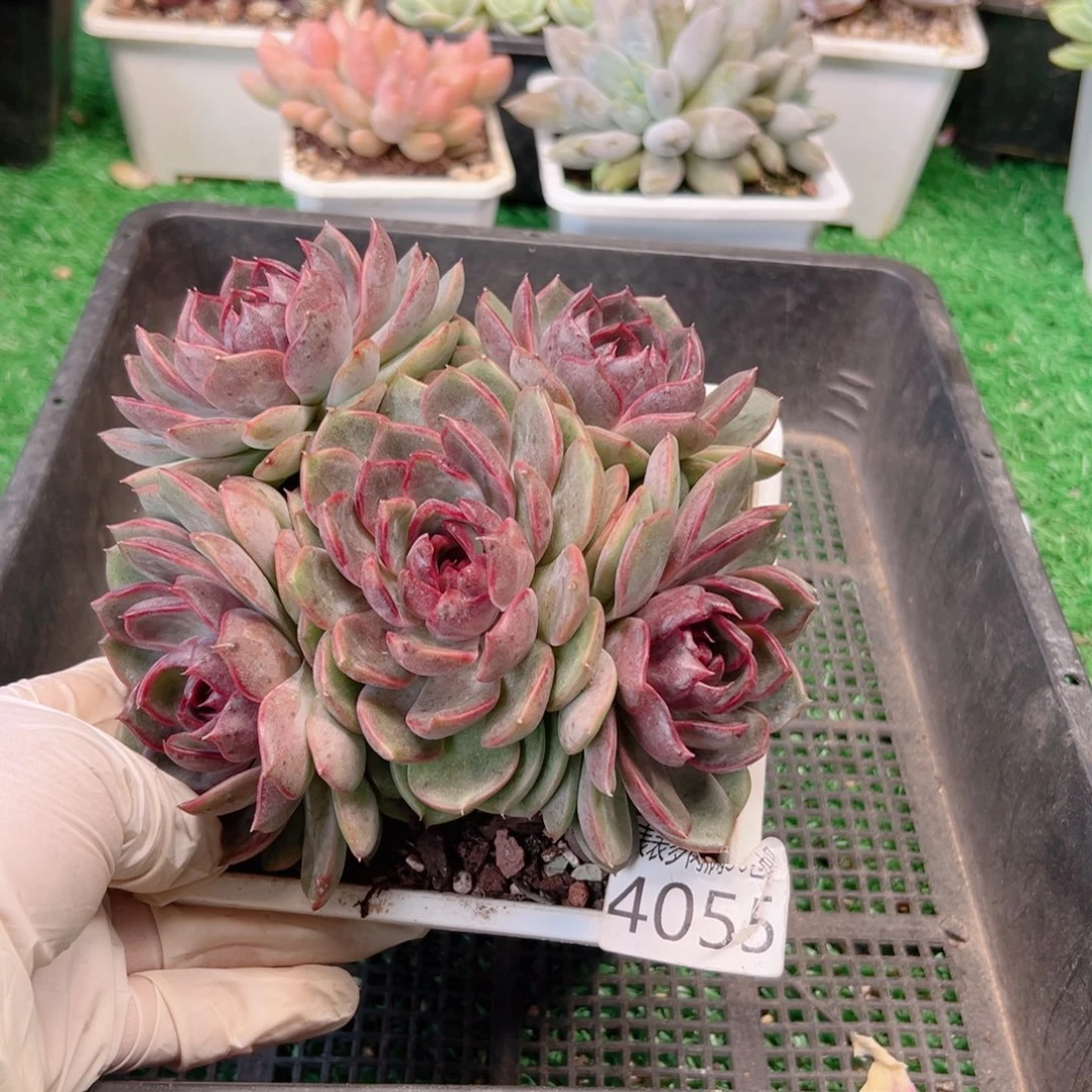 无花朵多肉一物一拍植物4055