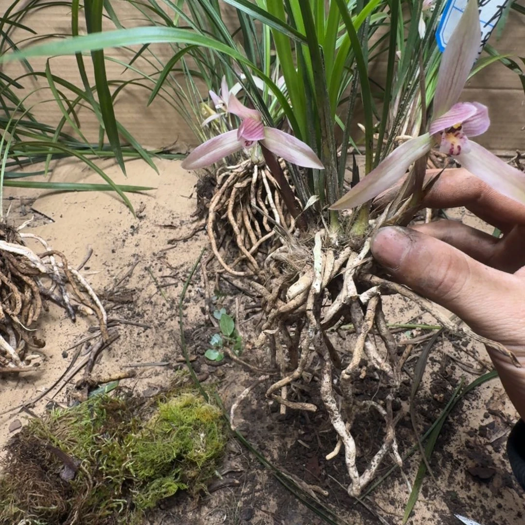 完全开放春兰202020