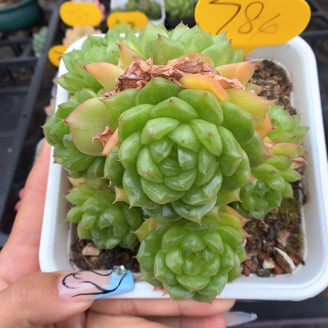 灯泡珍妮群生784号。