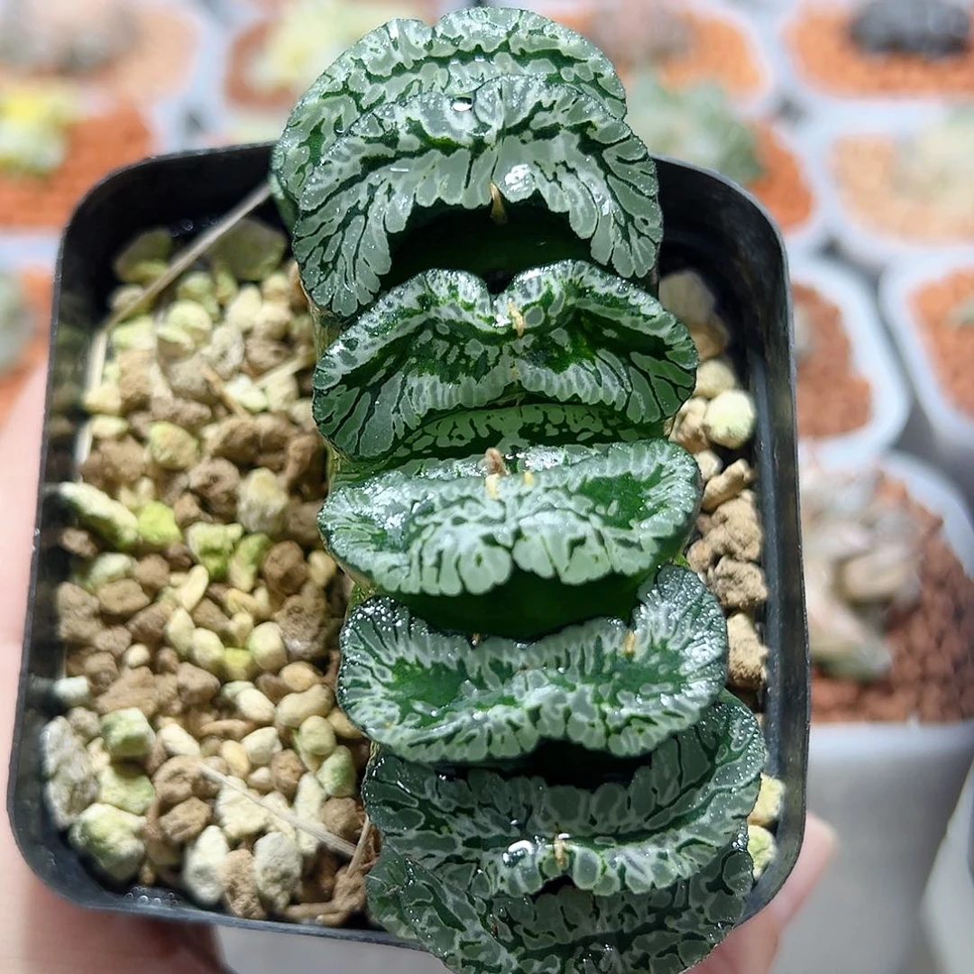 十二卷多肉玄武玉扇