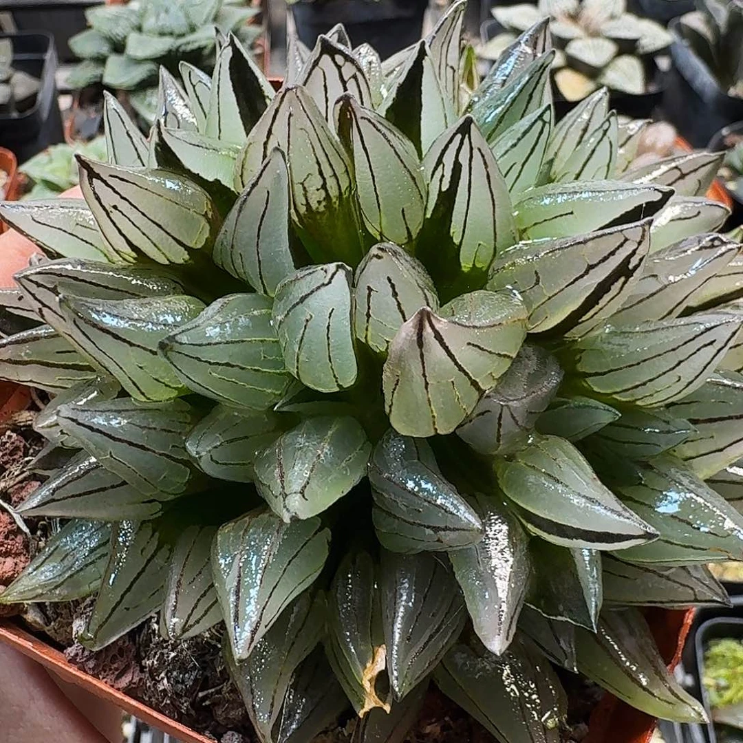 无花朵十二卷 西瓜群 开播福利