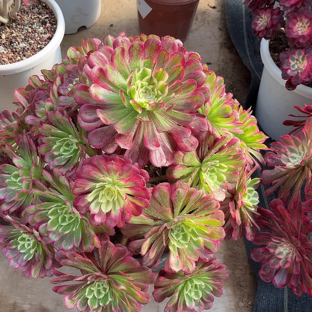 天河法师多肉植物漂亮