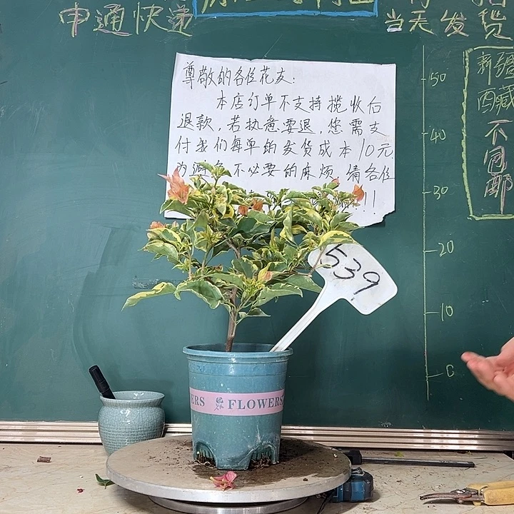 当前无花栽培后可以开花马斯539