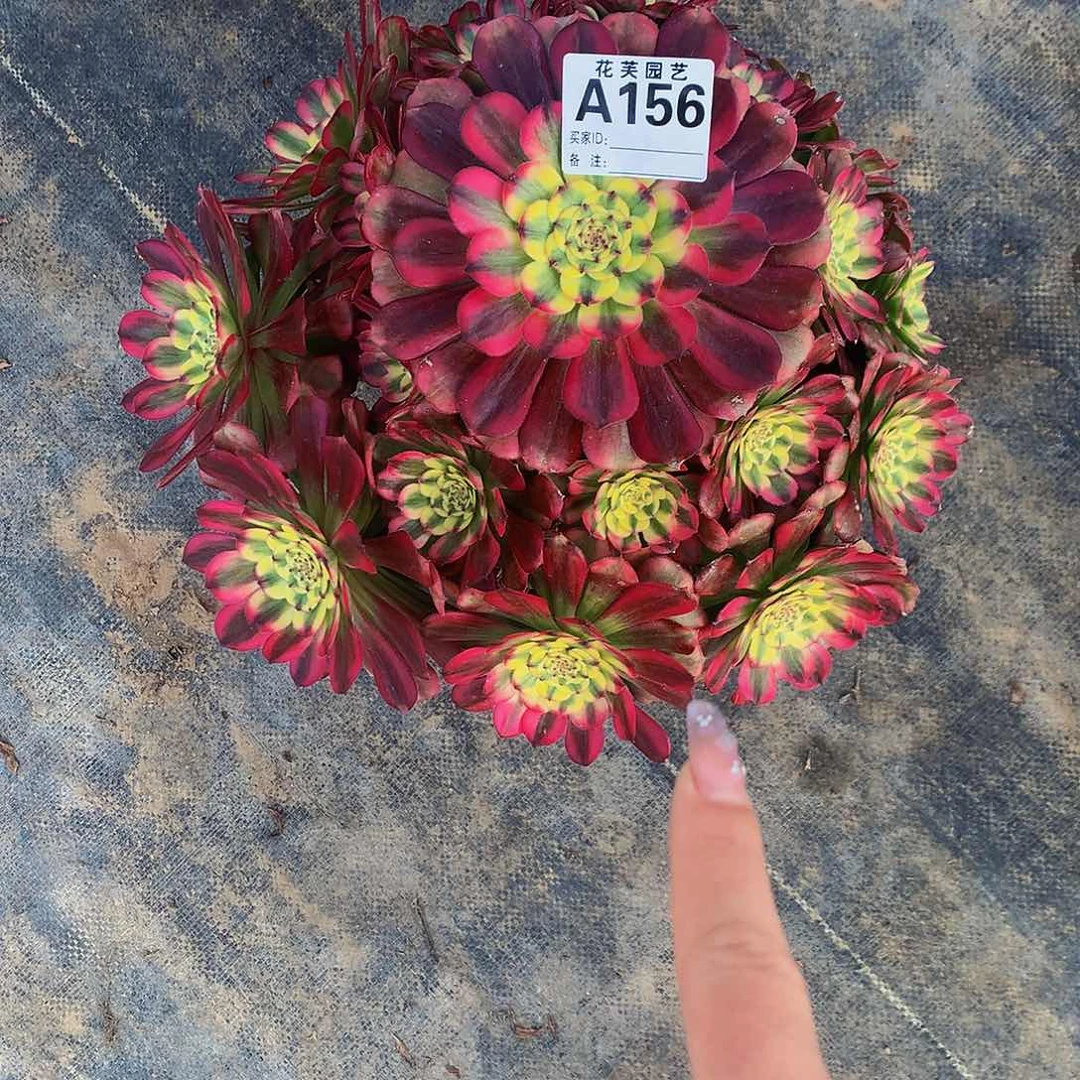 156多肉法师潘帕斯