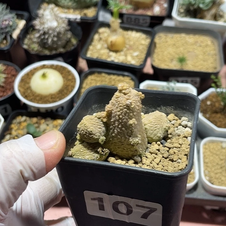 107蛇提玉仙人球，