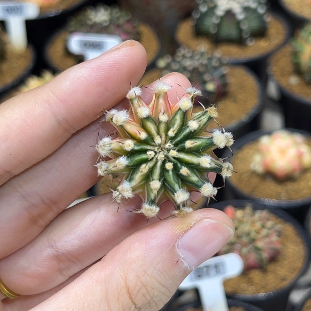 高绒十三棱肋骨锦侧芽
