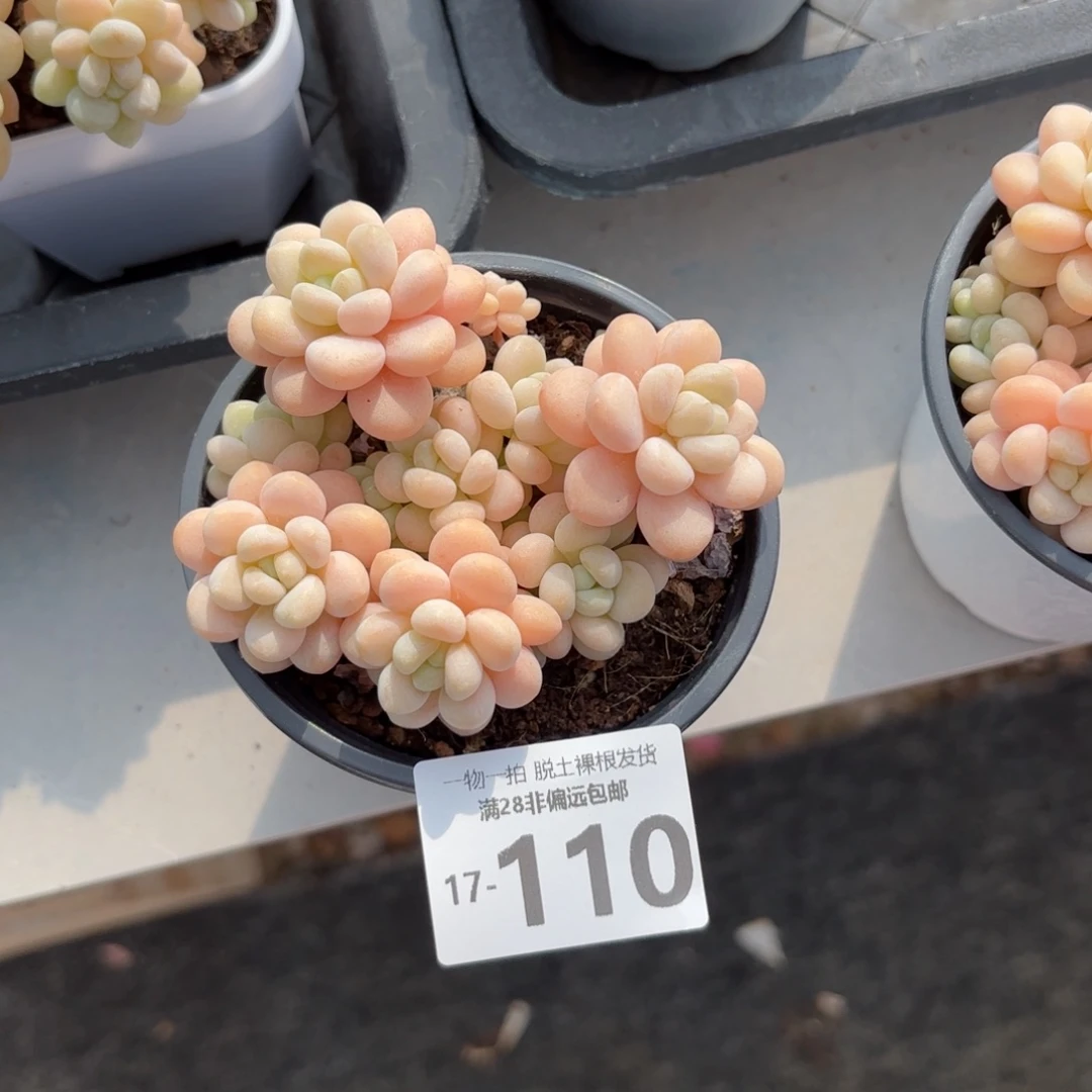 韩系洛可可老桩多肉