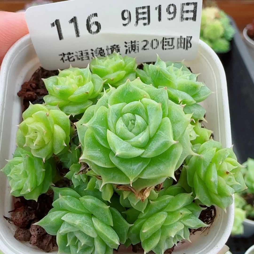 花语逸镜0919-116整