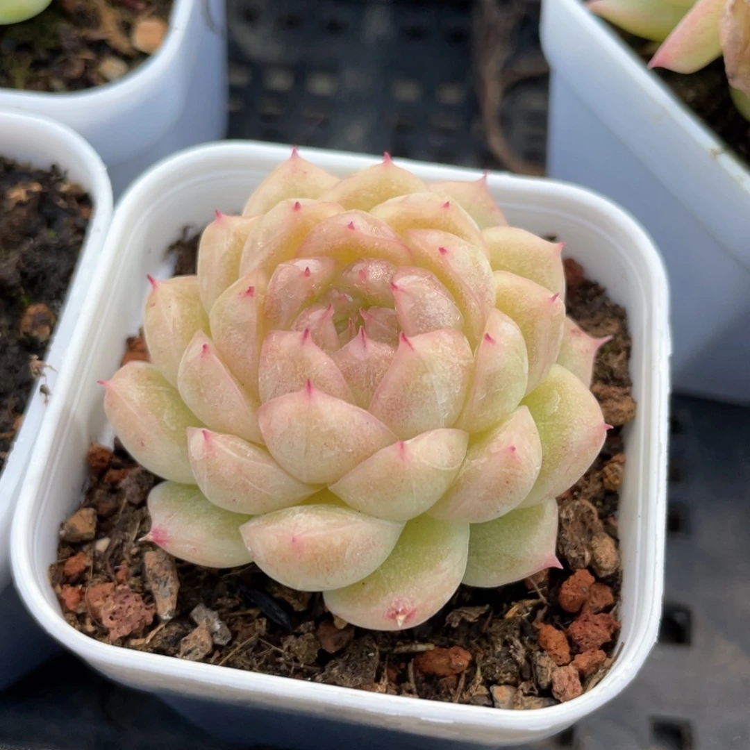 优选青莹麦杆1461