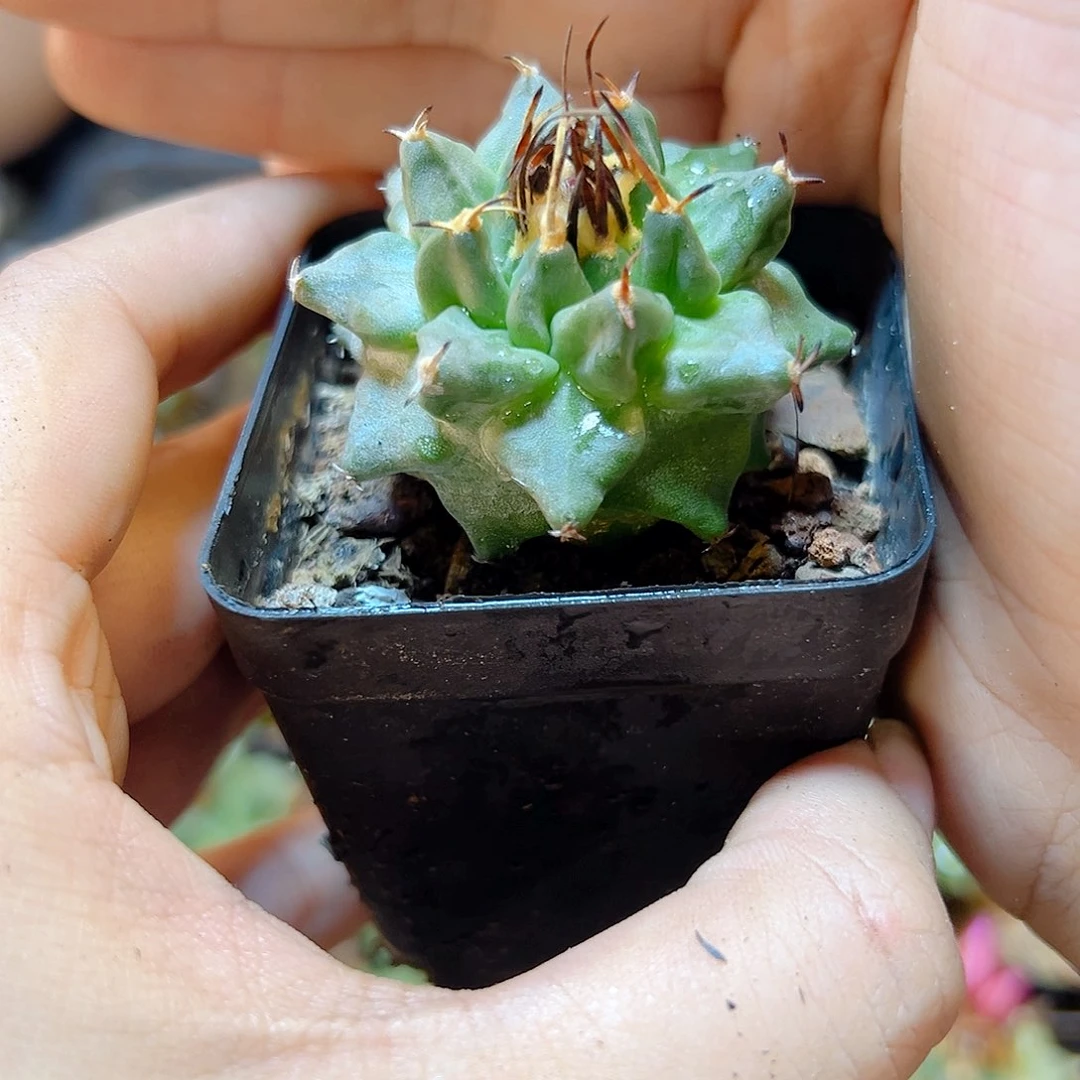 实生赤花娇丽4公分出白霜