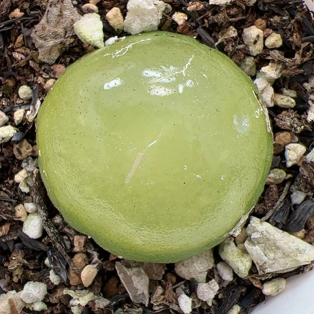 【闪购商品】5 双11福利