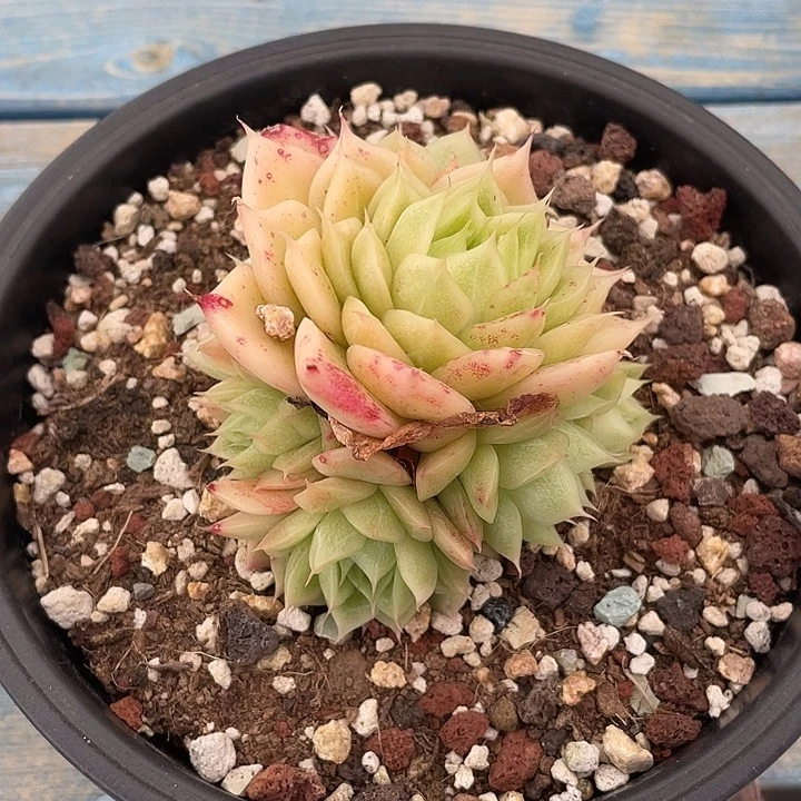 149 多肉不带盆土满20包邮发货