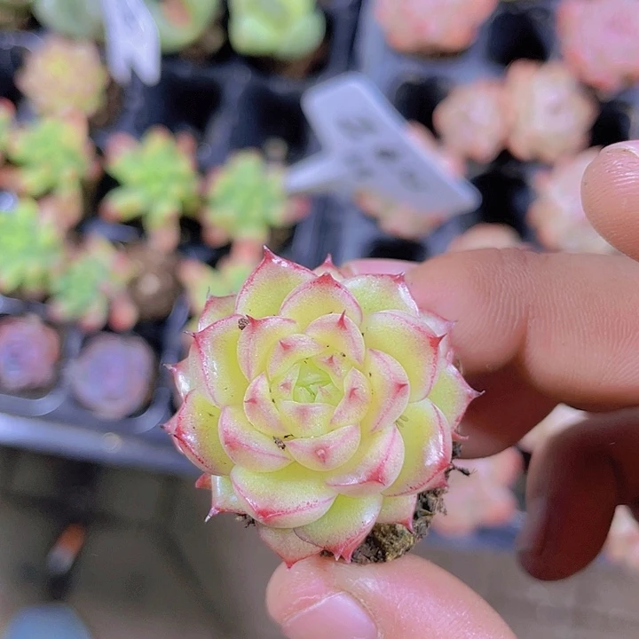 珍妮系多肉【满10颗包邮】