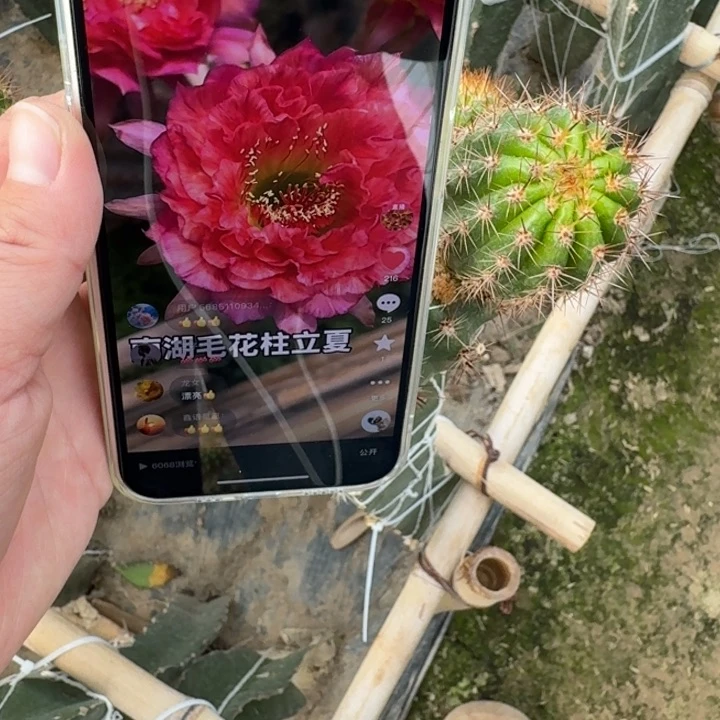 270毛花柱立夏歪无根侧牙5公分左右掉刺