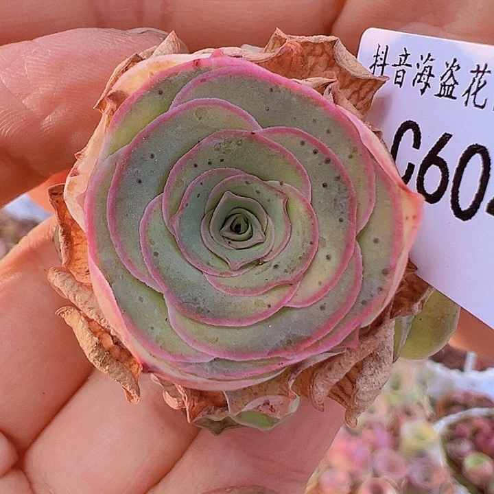 满*星C604。福利。