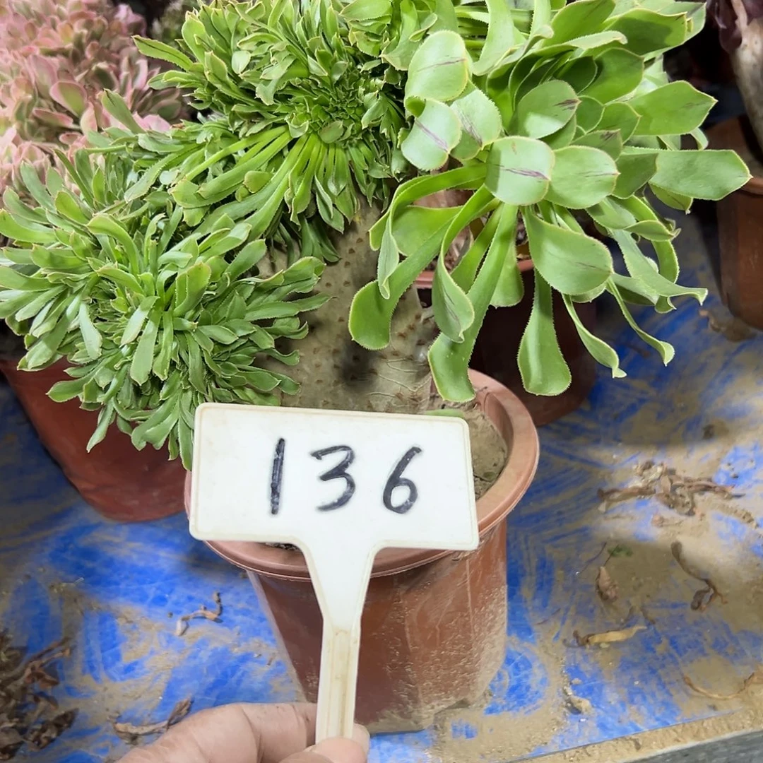 爱***者多肉植物原始绿了缀花136