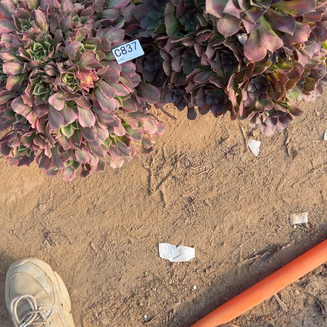 837两颗组合多肉植物法师